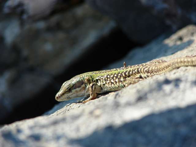 Podarcis siculus